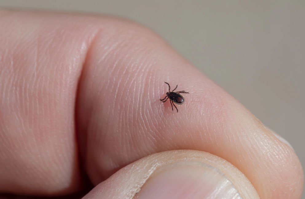 The Devastating Effects of Lyme Disease: Unraveling its Impact on Health and Well-being